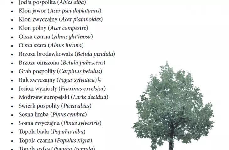 przykłady drzew i roślin rodzimych