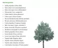 przykłady drzew i roślin rodzimych