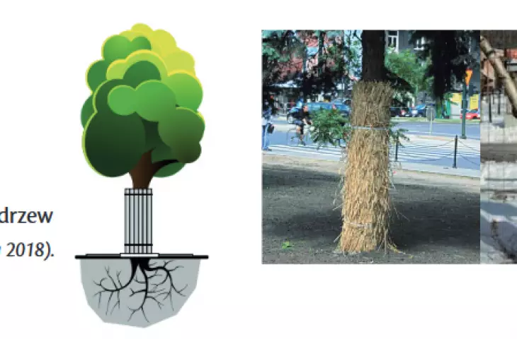 Example of tree protection 