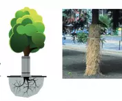 Example of tree protection 