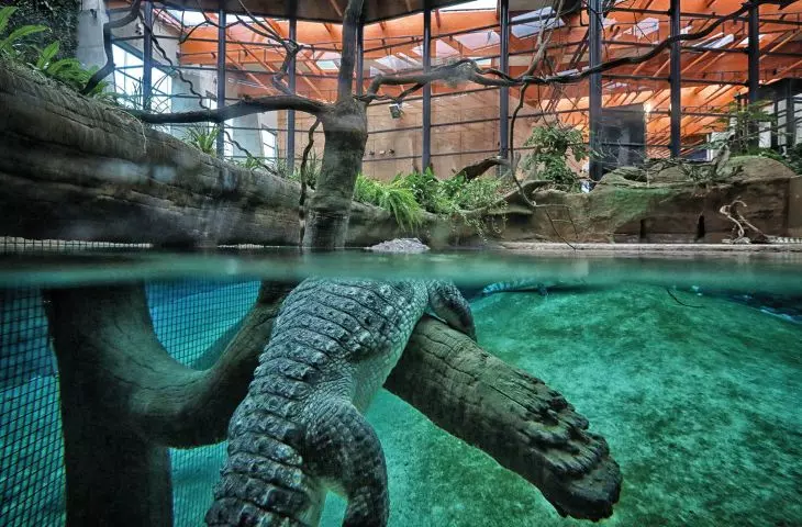 największy z wrocławskich hitów — Afrykarium, zamieszkane jak widać nie tylko przez uwielbiane manaty; proj.: ArC2 Fabryka Projektowa