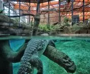 największy z wrocławskich hitów — Afrykarium, zamieszkane jak widać nie tylko przez uwielbiane manaty; proj.: ArC2 Fabryka Projektowa
