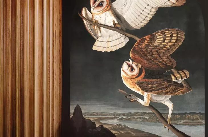 Owls wallpaper