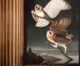 Owls wallpaper