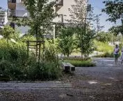 drzewa posadzone w wyniku szeregu uzgodnień z gestorami sieci