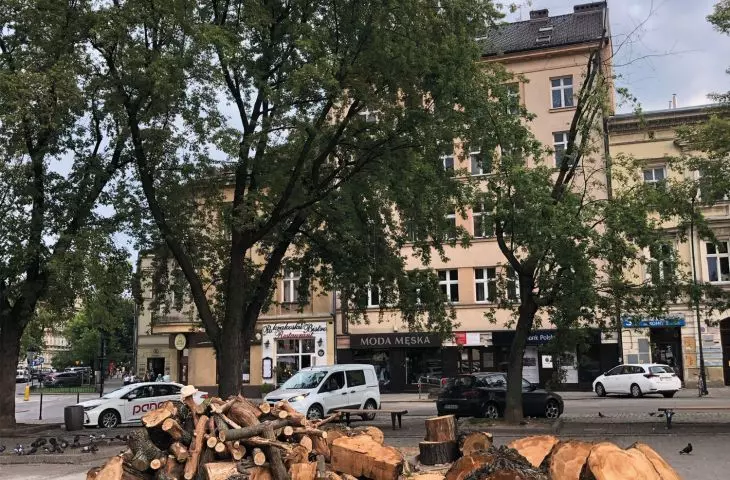 cięte drzewo na Placu Wolnica w Krakowie — wynik złego zabezpieczenia drzewa po usunięciu lodu z lodowiska