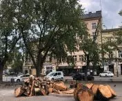 cut tree in Wolnica Square in Krakow - the result of poor protection of the tree after removal of ice from the ice rink