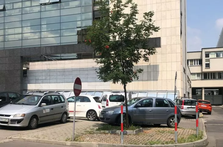 Shade seems to be sought even by cars; meanwhile, parking under a tree contributes to root damage by compacting the soil and ultimately restricting oxygen and water, resulting in the tree withering away