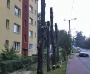 wycinka drzew przy bloku; powodem była hipoteza o niszczeniu korzeni przez gryzonie, w rzeczywistości mieszkańcy narzekali na… cień; po wycięciu elewacja nagrzewa się, zwłaszcza nowe drzwi wraz z domofonem, co powoduje ich częste awarie