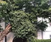 The green face of the city; Żoliborz with a beautiful gate formed by a stand of trees