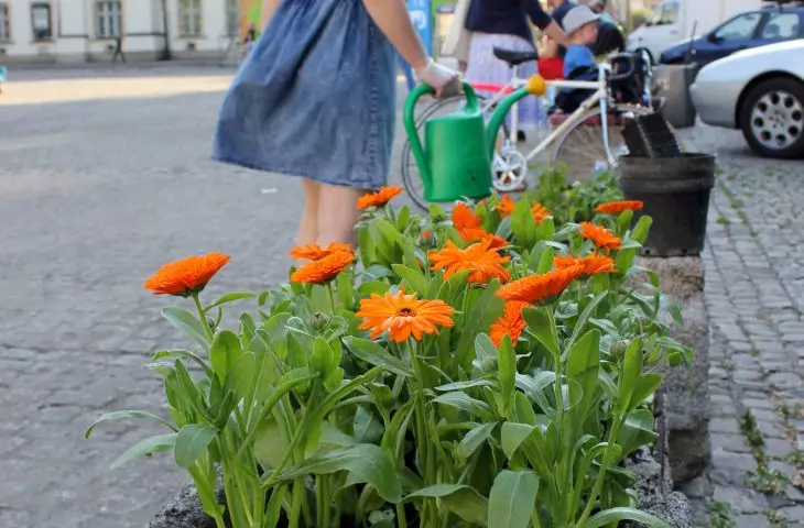 Miasto na celowniku — KRAKÓW