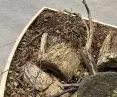 Glebarium
