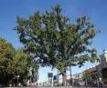 Growing in the district of Praga-North, the pedunculate oak, which provides ecosystem services worth more than PLN 60,000 each year.