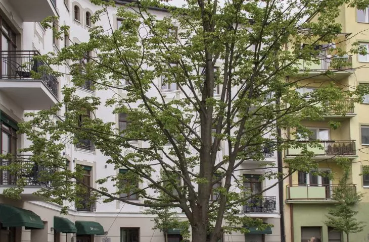 the most expensive and largest tree planted as part of the greening of Lodz's Stare Polesie neighborhood; costing PLN 20,000, the linden tree had a girth of 100 cm at the time of planting 