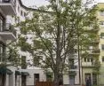 najdroższe i największe drzewo posadzone w ramach zazieleniania łódzkiego osiedla Stare Polesie; kosztująca 20 tys. zł lipa w momencie sadzenia miała obwód 100 cm 