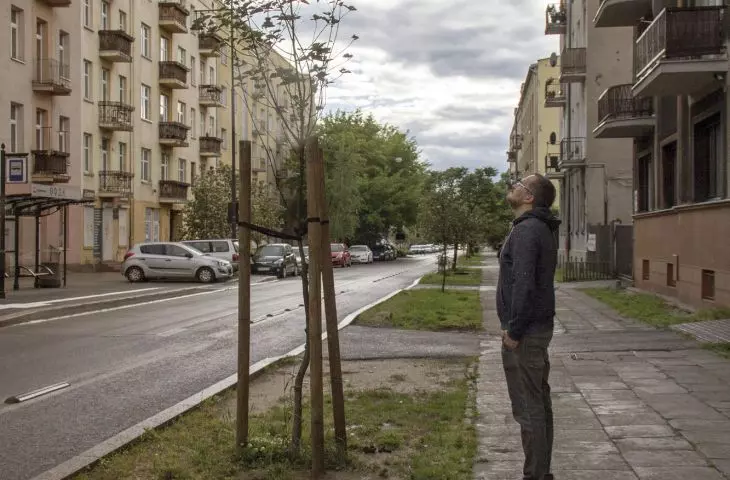  dla porównania — malutkie drzewo posadzone na tym samym łódzkim osiedlu i w podobnym czasie