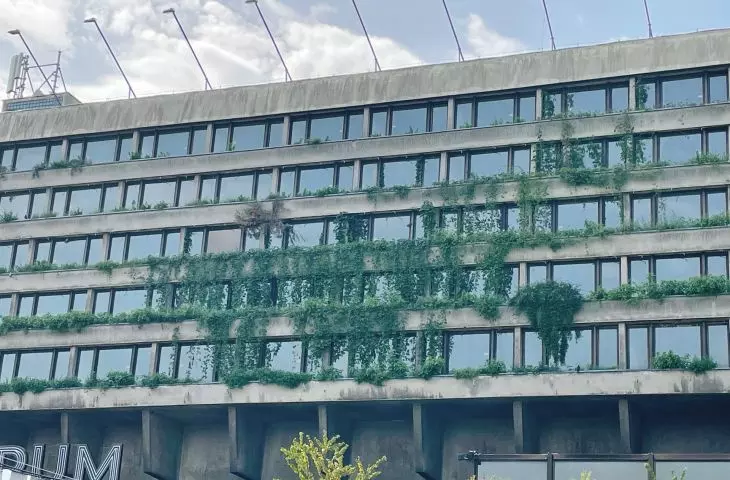 czwarta przyroda na opuszczonym Hotelu Forum w Krakowie; pionowy ogród z naturalnego rozwoju