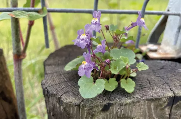 cymbalaria bluszczykowata — efektowna roślina z południa Europy kolonizująca mury, beton, szczeliny płyt czy torowiska