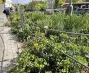 rabaty bylinowo-trawiaste z chwastami miejskimi w pasie zieleni przyulicznej w Pradze