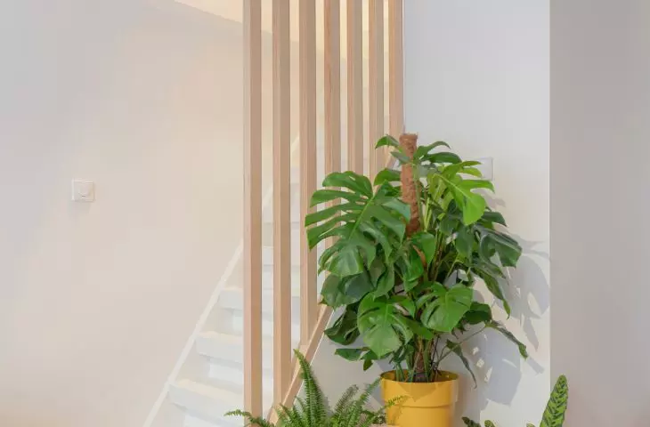 Plants add a lively touch
