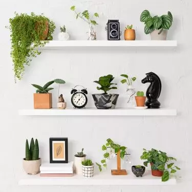 Remember the plants