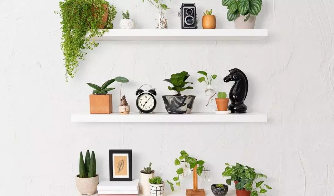 Remember the plants
