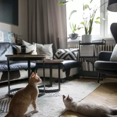 The arrangement is completed with a carpet in muted colors