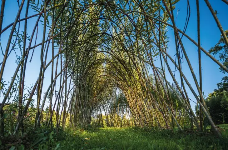 A tunnel designed and implemented by the Living Architecture studio, whose material is willow 