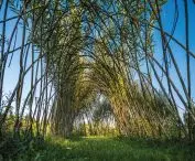 A tunnel designed and implemented by the Living Architecture studio, whose material is willow 