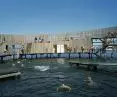 Sea bathing in Kastrup