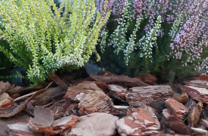 Plants are worth sprinkling with bark