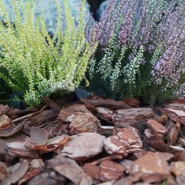 Plants are worth sprinkling with bark