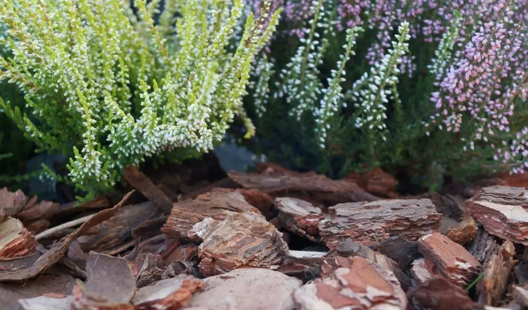 Plants are worth sprinkling with bark