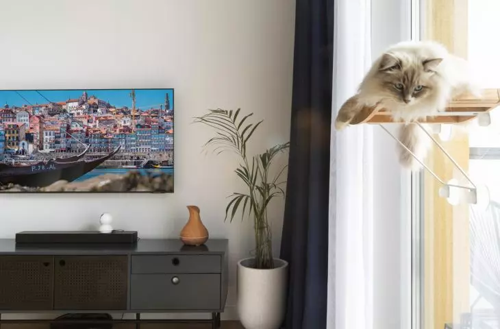 Space for the cat