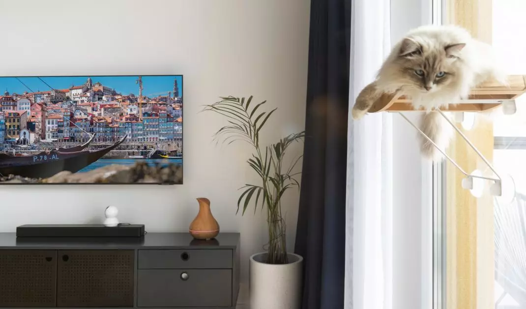 Space for the cat