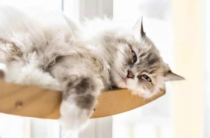 The apartment also has room for a cat