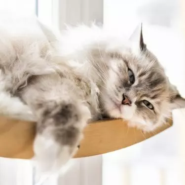 The apartment also has room for a cat