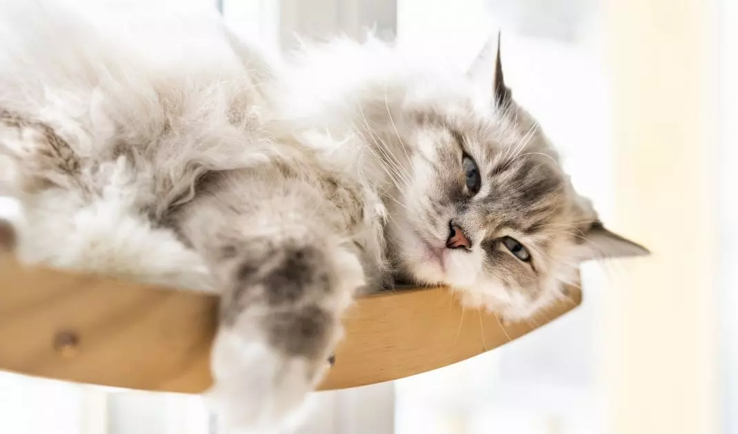 The apartment also has room for a cat