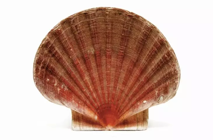 BauderECO consists of approximately 4% shell lime