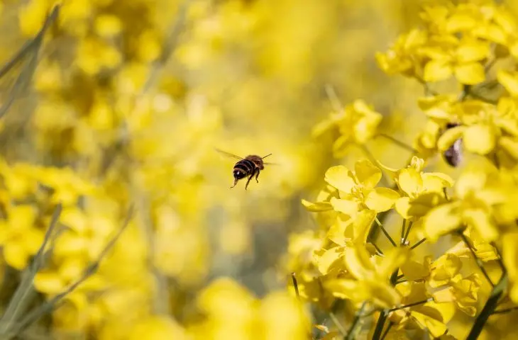 GreenCoat® is made from rapeseed oil