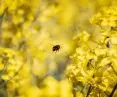 GreenCoat® is made from rapeseed oil