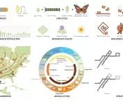 infographic