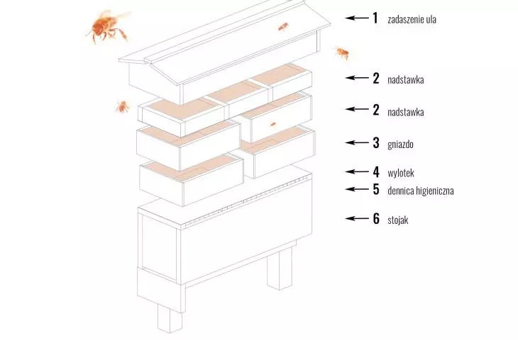 Schemat miejskiego ula