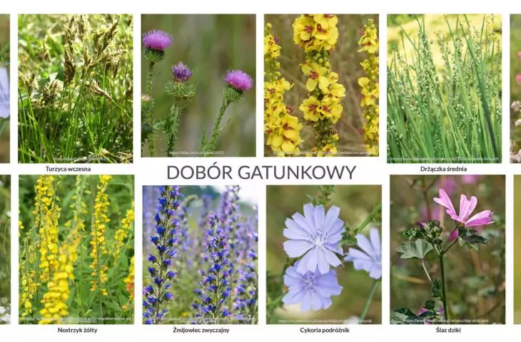 Also important were the issues of plant species