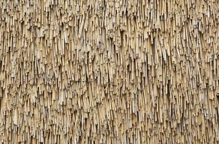 thatch