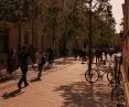 Tall trees have been planted along the street