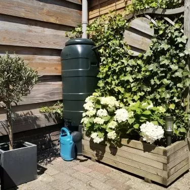 You can use rainwater for watering