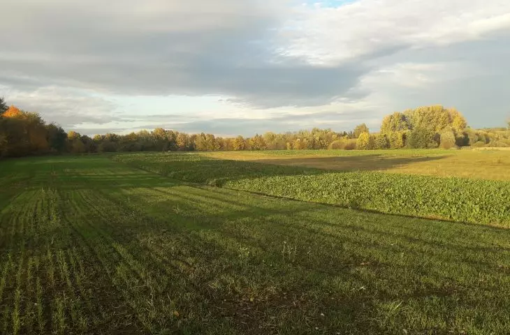 zielony charakter Olszanicy buduje przede wszystkim krajobraz leśny i rolny