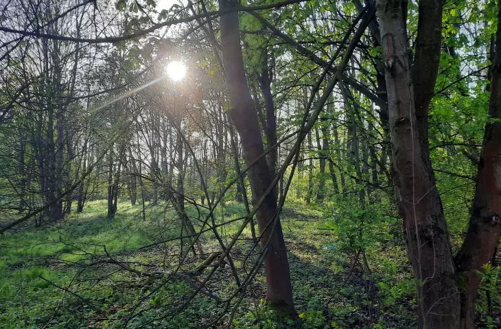The green area of Olszanica was included in the ecological use