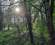 The green area of Olszanica was included in the ecological use